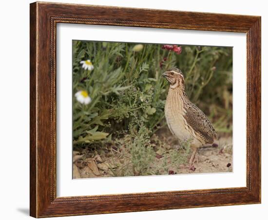 Male Common Quail (Coturnix Coturnix) Calling, Spain, May-Markus Varesvuo-Framed Photographic Print