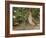 Male Common Quail (Coturnix Coturnix) Calling, Spain, May-Markus Varesvuo-Framed Photographic Print