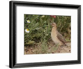Male Common Quail (Coturnix Coturnix) Calling, Spain, May-Markus Varesvuo-Framed Photographic Print