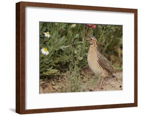 Male Common Quail (Coturnix Coturnix) Calling, Spain, May-Markus Varesvuo-Framed Photographic Print