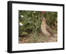 Male Common Quail (Coturnix Coturnix) Calling, Spain, May-Markus Varesvuo-Framed Photographic Print
