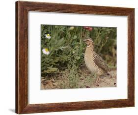 Male Common Quail (Coturnix Coturnix) Calling, Spain, May-Markus Varesvuo-Framed Photographic Print