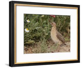 Male Common Quail (Coturnix Coturnix) Calling, Spain, May-Markus Varesvuo-Framed Photographic Print
