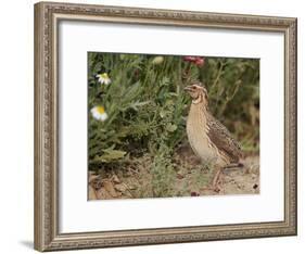 Male Common Quail (Coturnix Coturnix) Calling, Spain, May-Markus Varesvuo-Framed Photographic Print