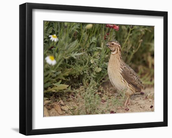 Male Common Quail (Coturnix Coturnix) Calling, Spain, May-Markus Varesvuo-Framed Photographic Print