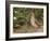 Male Common Quail (Coturnix Coturnix) Calling, Spain, May-Markus Varesvuo-Framed Photographic Print