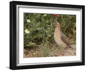 Male Common Quail (Coturnix Coturnix) Calling, Spain, May-Markus Varesvuo-Framed Photographic Print