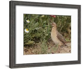 Male Common Quail (Coturnix Coturnix) Calling, Spain, May-Markus Varesvuo-Framed Photographic Print