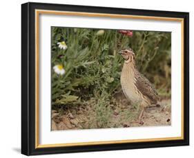 Male Common Quail (Coturnix Coturnix) Calling, Spain, May-Markus Varesvuo-Framed Photographic Print