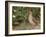 Male Common Quail (Coturnix Coturnix) Calling, Spain, May-Markus Varesvuo-Framed Photographic Print