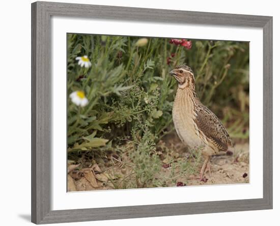 Male Common Quail (Coturnix Coturnix) Calling, Spain, May-Markus Varesvuo-Framed Photographic Print