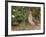 Male Common Quail (Coturnix Coturnix) Calling, Spain, May-Markus Varesvuo-Framed Photographic Print