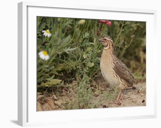 Male Common Quail (Coturnix Coturnix) Calling, Spain, May-Markus Varesvuo-Framed Photographic Print