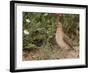 Male Common Quail (Coturnix Coturnix) Calling, Spain, May-Markus Varesvuo-Framed Photographic Print