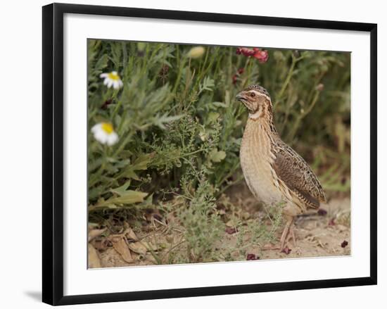 Male Common Quail (Coturnix Coturnix) Calling, Spain, May-Markus Varesvuo-Framed Photographic Print