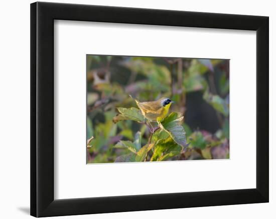 Male common yellowthroat (Geothlypis Trichas) in Blue Atlas Cedar. Marion County, Illinois.-Richard & Susan Day-Framed Photographic Print