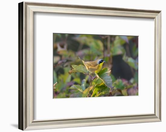 Male common yellowthroat (Geothlypis Trichas) in Blue Atlas Cedar. Marion County, Illinois.-Richard & Susan Day-Framed Photographic Print