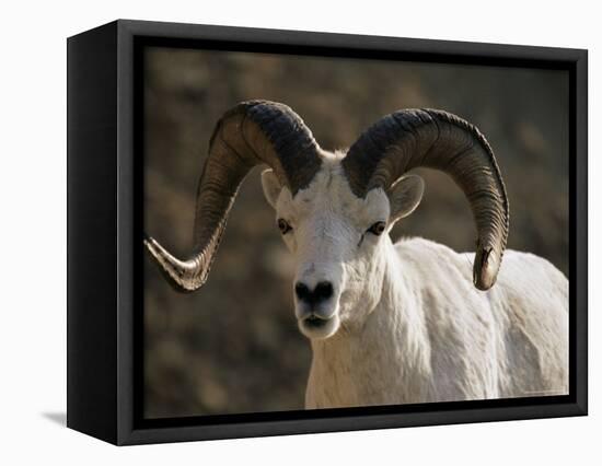 Male Dall Sheep (Ovis Dalli), Denali National Park, Alaska, United States of America, North America-James Hager-Framed Premier Image Canvas