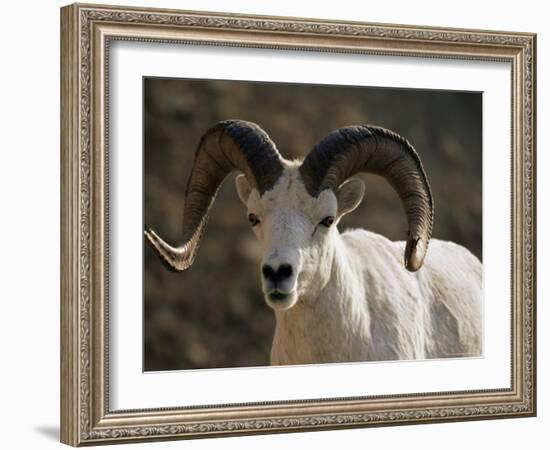 Male Dall Sheep (Ovis Dalli), Denali National Park, Alaska, United States of America, North America-James Hager-Framed Photographic Print