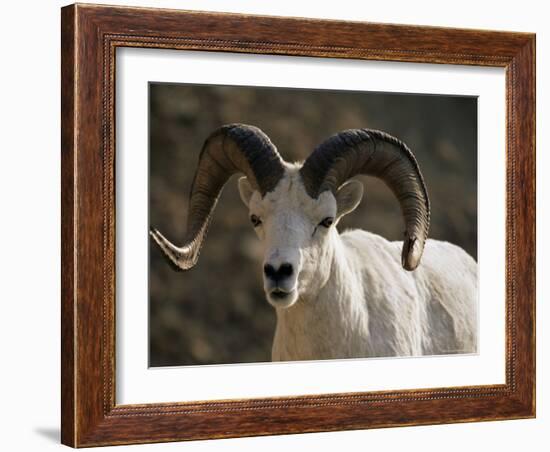 Male Dall Sheep (Ovis Dalli), Denali National Park, Alaska, United States of America, North America-James Hager-Framed Photographic Print