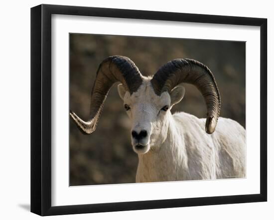 Male Dall Sheep (Ovis Dalli), Denali National Park, Alaska, United States of America, North America-James Hager-Framed Photographic Print