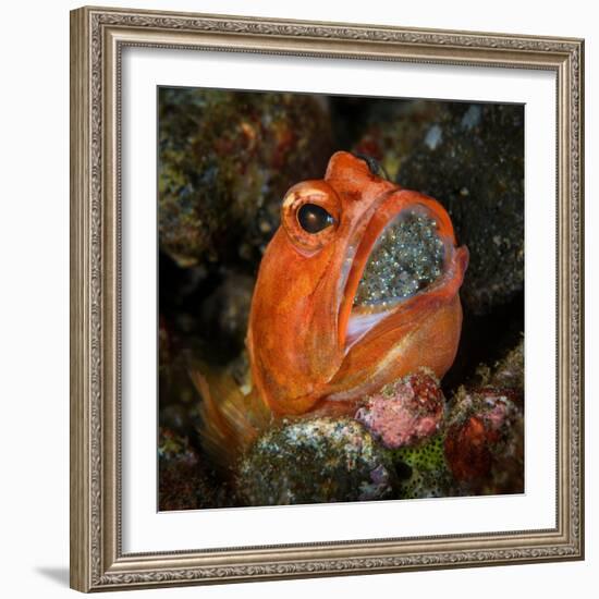 Male Dendritic jawfish holding brood of eggs in his mouth-Magnus Lundgren-Framed Photographic Print