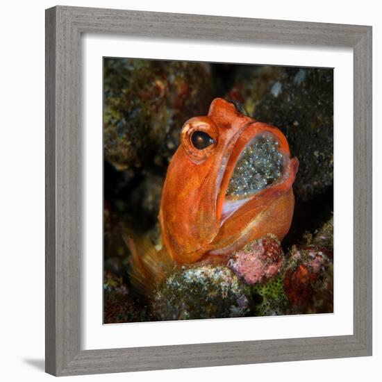 Male Dendritic jawfish holding brood of eggs in his mouth-Magnus Lundgren-Framed Photographic Print