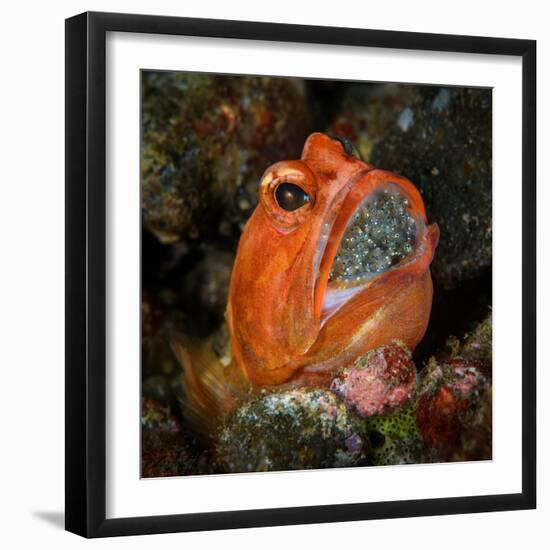 Male Dendritic jawfish holding brood of eggs in his mouth-Magnus Lundgren-Framed Photographic Print