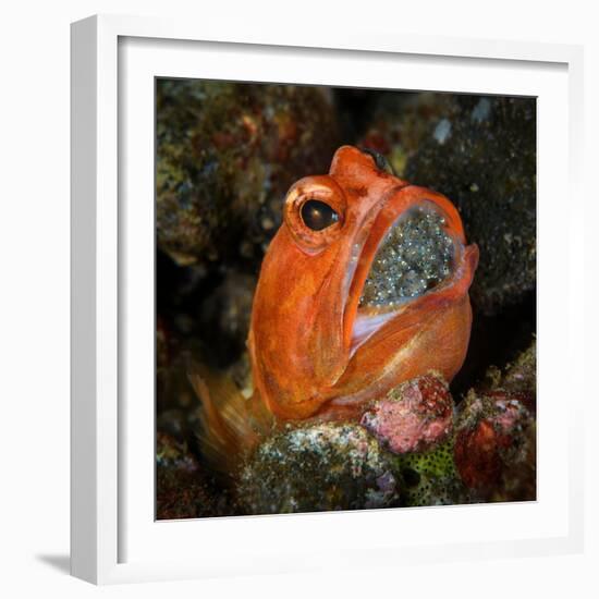 Male Dendritic jawfish holding brood of eggs in his mouth-Magnus Lundgren-Framed Photographic Print