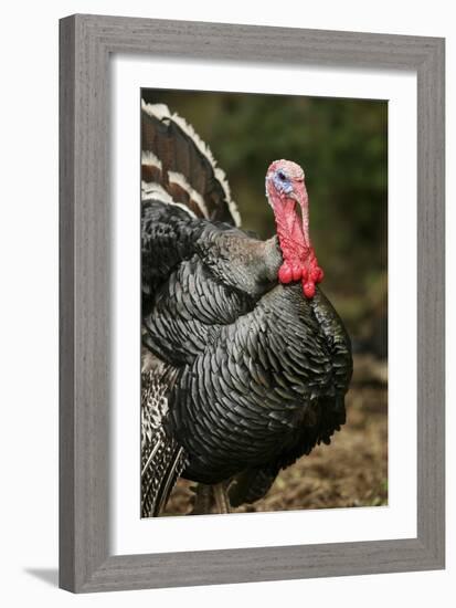 Male Domestic Turkey-Bjorn Svensson-Framed Photographic Print