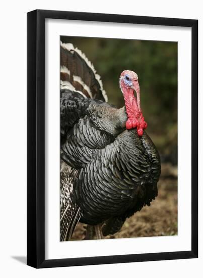 Male Domestic Turkey-Bjorn Svensson-Framed Photographic Print