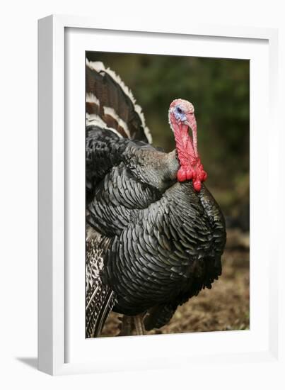 Male Domestic Turkey-Bjorn Svensson-Framed Photographic Print