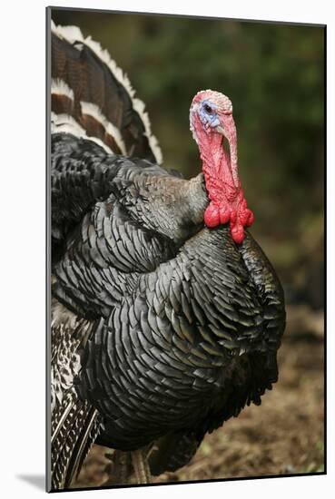 Male Domestic Turkey-Bjorn Svensson-Mounted Photographic Print