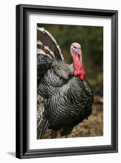 Male Domestic Turkey-Bjorn Svensson-Framed Photographic Print