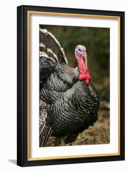 Male Domestic Turkey-Bjorn Svensson-Framed Photographic Print