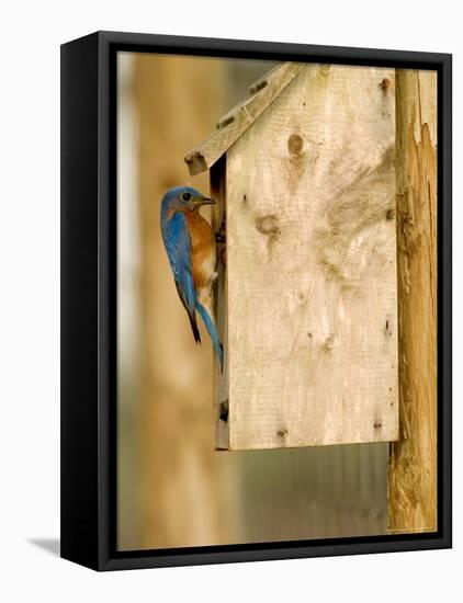 Male Eastern Bluebird on Bird Box, Florida, USA-Maresa Pryor-Framed Premier Image Canvas