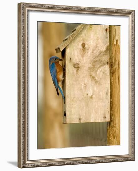 Male Eastern Bluebird on Bird Box, Florida, USA-Maresa Pryor-Framed Photographic Print