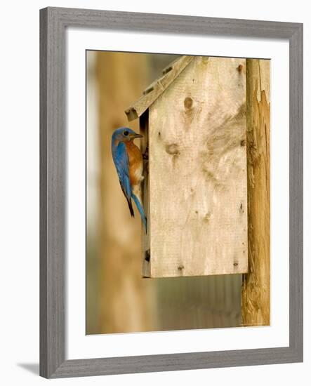 Male Eastern Bluebird on Bird Box, Florida, USA-Maresa Pryor-Framed Photographic Print