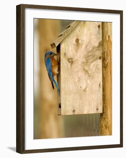 Male Eastern Bluebird on Bird Box, Florida, USA-Maresa Pryor-Framed Photographic Print