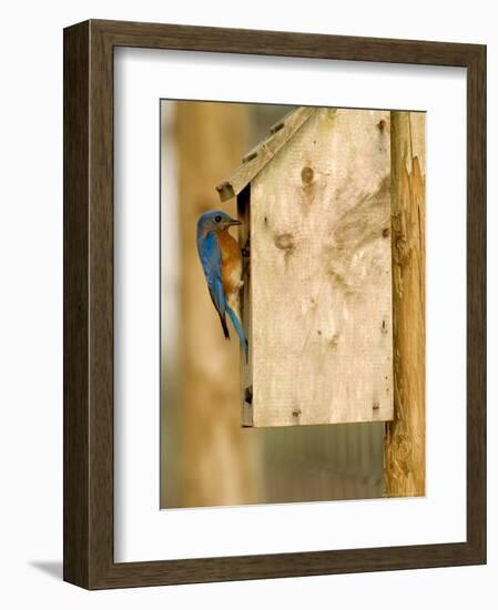 Male Eastern Bluebird on Bird Box, Florida, USA-Maresa Pryor-Framed Photographic Print