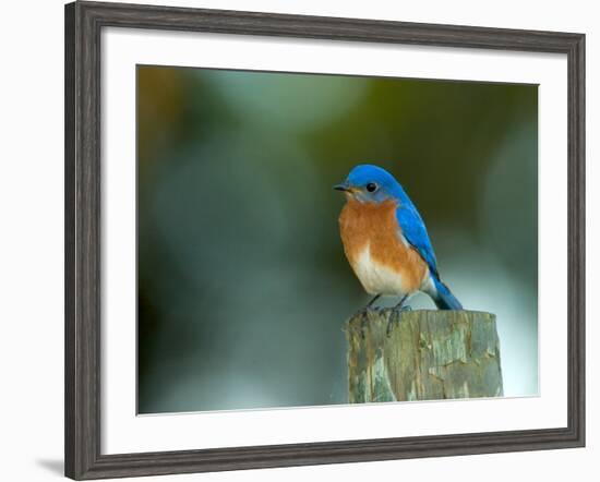 Male Eastern Bluebird on Fence Post, Florida, USA-Maresa Pryor-Framed Photographic Print