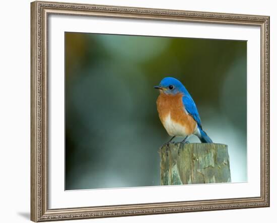 Male Eastern Bluebird on Fence Post, Florida, USA-Maresa Pryor-Framed Photographic Print