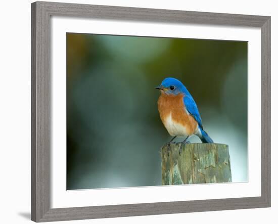 Male Eastern Bluebird on Fence Post, Florida, USA-Maresa Pryor-Framed Photographic Print