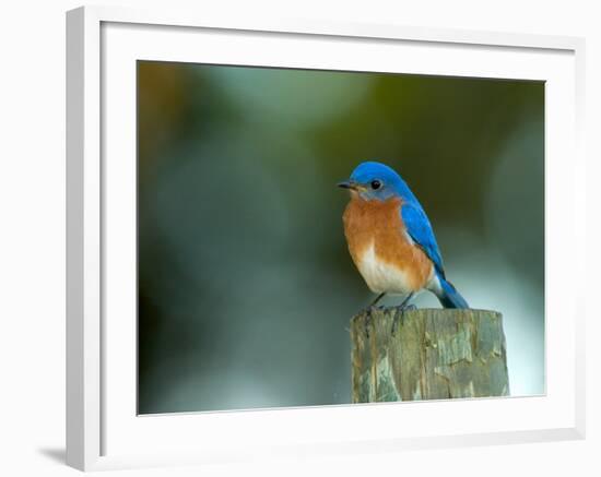 Male Eastern Bluebird on Fence Post, Florida, USA-Maresa Pryor-Framed Photographic Print