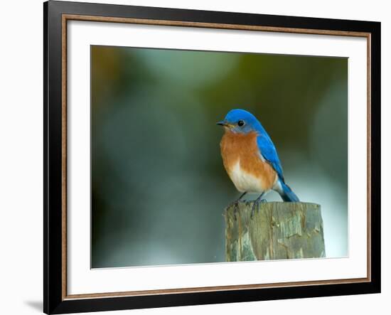 Male Eastern Bluebird on Fence Post, Florida, USA-Maresa Pryor-Framed Photographic Print