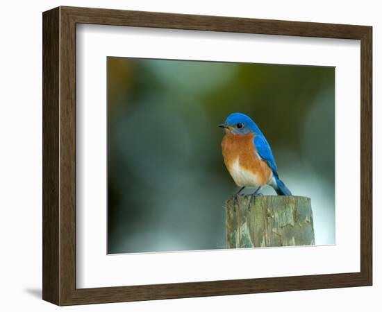 Male Eastern Bluebird on Fence Post, Florida, USA-Maresa Pryor-Framed Photographic Print