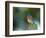 Male Eastern Bluebird on Fence Post, Florida, USA-Maresa Pryor-Framed Photographic Print