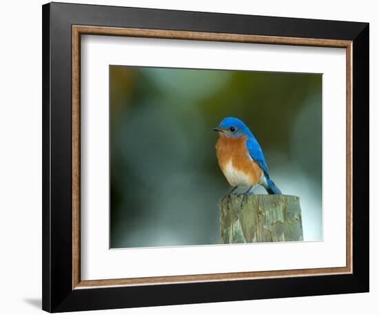 Male Eastern Bluebird on Fence Post, Florida, USA-Maresa Pryor-Framed Photographic Print