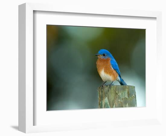 Male Eastern Bluebird on Fence Post, Florida, USA-Maresa Pryor-Framed Photographic Print