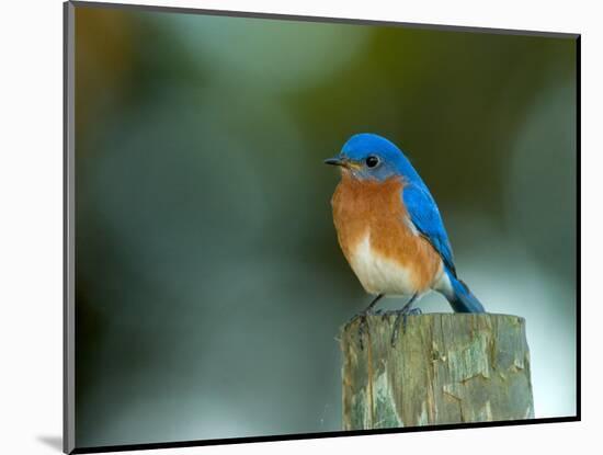 Male Eastern Bluebird on Fence Post, Florida, USA-Maresa Pryor-Mounted Photographic Print